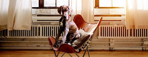 Hilfe ein Hund kommt ins Haus