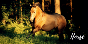 HORSE