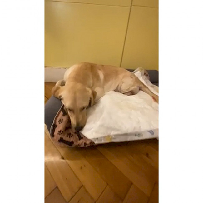 Blase entleeren im Liegen bei einer Hündin