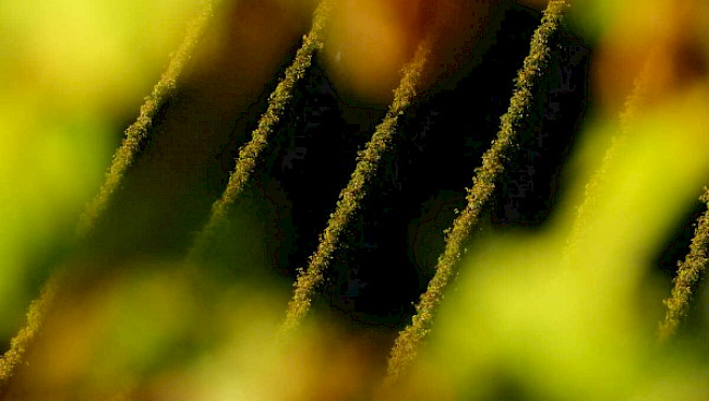 Vordergrund macht Bild gesund