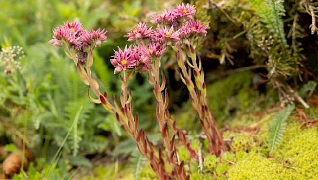 Gedeckter Schatten - Untertags