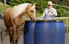 Parcours- & Hindernis-Arbeit