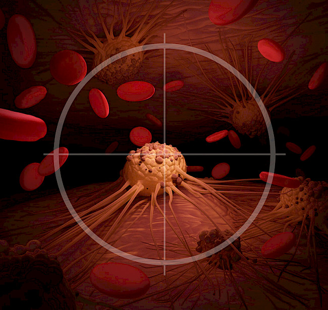 Wie wirkt der Wald auf das Immunsystem