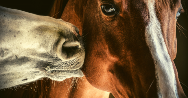 Die Sprache des Pferdes