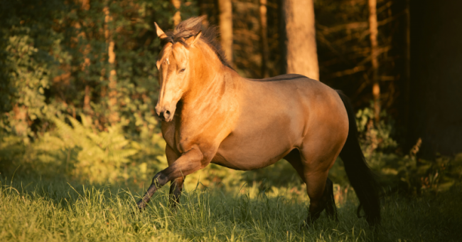 Dein Pferd - Körper
