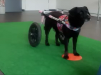Fitness für Rollihunde kleiner Crashkurs