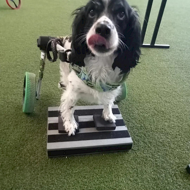 Fitness für Rollihunde kleiner Crashkurs