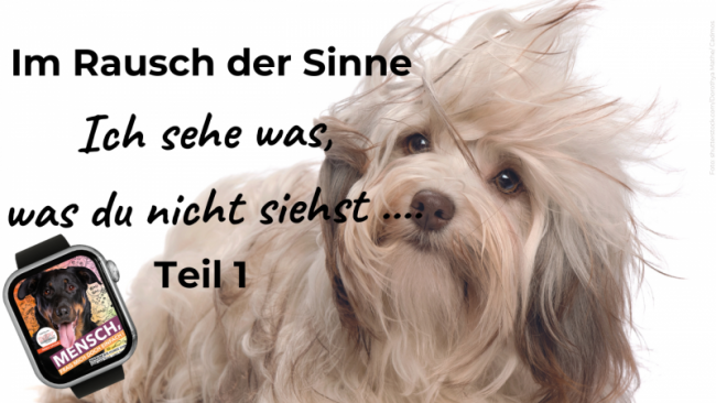 Lektion 1: Ich sehe was, was du nicht siehst