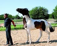 Gefühle beim Umgang mit dem Pferd