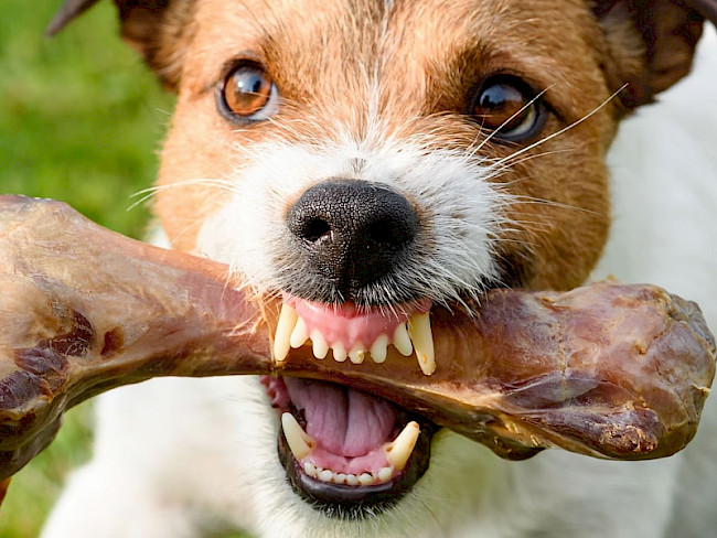Fortbildung: Resscourcenverteidigung Hund zu Hund