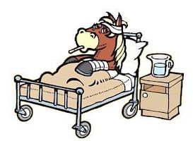 Pferdegesundheit & 1. Hilfe