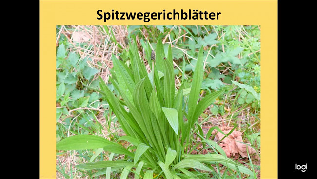 Heilpflanzen bei trockenem Husten