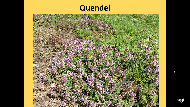 Heilpflanzen bei Verkrampfungen der Atemwege