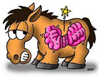 Die Kolik - ein echter Pferdenotfall