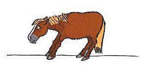 Hufrehe - wenn die Basis versagt