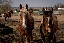 RAI-Reiten und andere Reitweisen