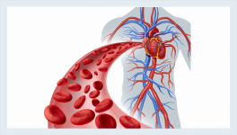 Herz-Kreislauf-System