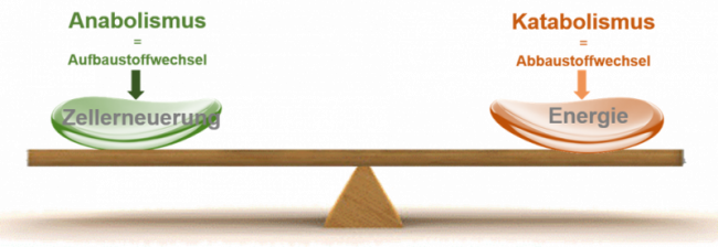 Stoffwechsel-Balance
