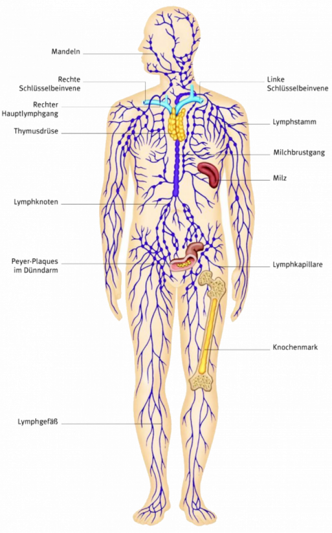 Lymphe und Tipps zur Unterstützung