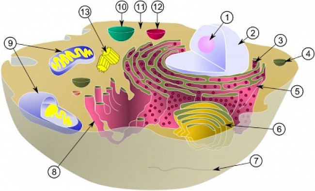 Epigenetik und Zelle