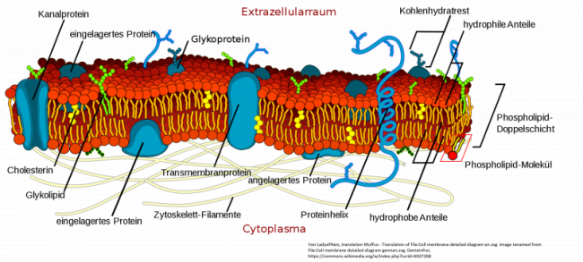 Zellmembran und Epigenetik