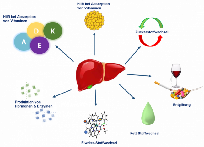 Wunderwerk Leber- Aufbau und Aufgaben
