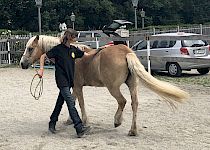 Putzen, Satteln und Führen eines Pferdes