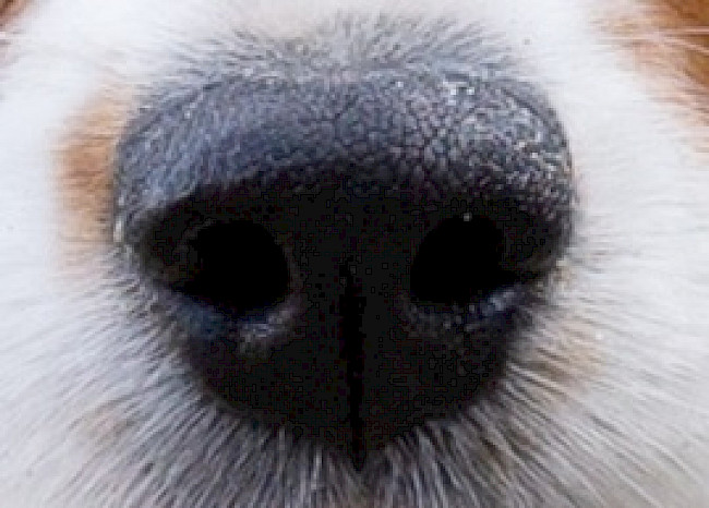 Fortbildung: Die Nase des Hundes