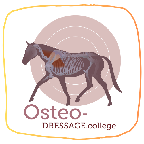 osteo_dressage_3_mit_rahmen.1717572077.png