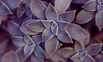 Yoga - Dein Weg zur Seele. Der Basiskurs