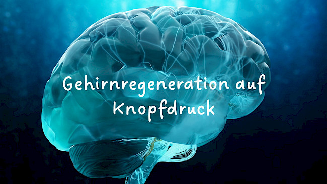 Gehirnregeneration auf Knopfdruck