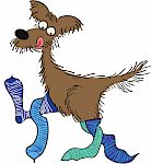 Pfotentricks - eins, zwei, drei oder vier?