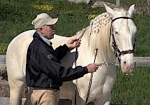 Dressur-Haltung | im Stand