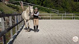 Basis-Übungen | Dressur-Haltung