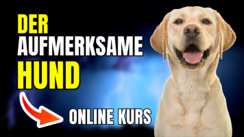 "Der aufmerksame Hund" - 7 Wochen Online-Kurs
