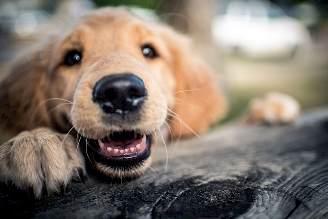 Fortbildung: Aufregung beim Hund