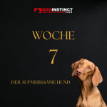 Woche 7 - Hunden richtig zuhören