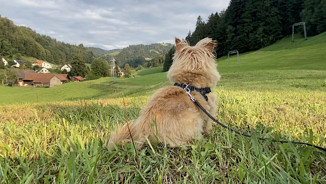 Spazieren im Hier und Jetzt