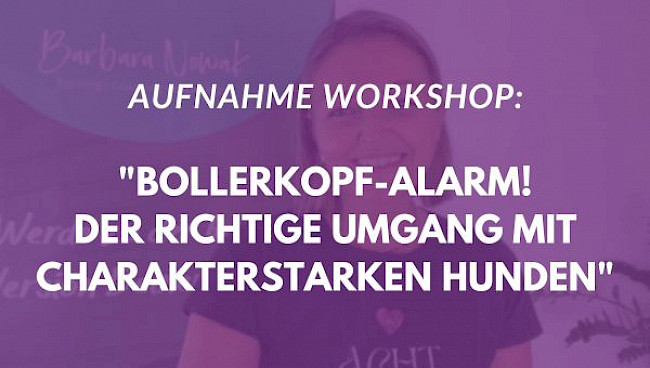 Bollerkopf-Alarm! Umgang mit charakterstarken Hunden