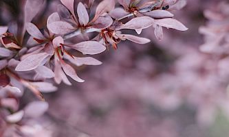 "Besinnlich in den Tag: 7 Tage Asana, Atem und Achtsamkeit"