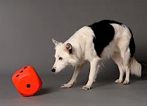 Tricks mit dem Kopf / der Nase