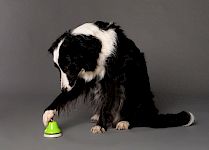 Tricks mit der Pfote