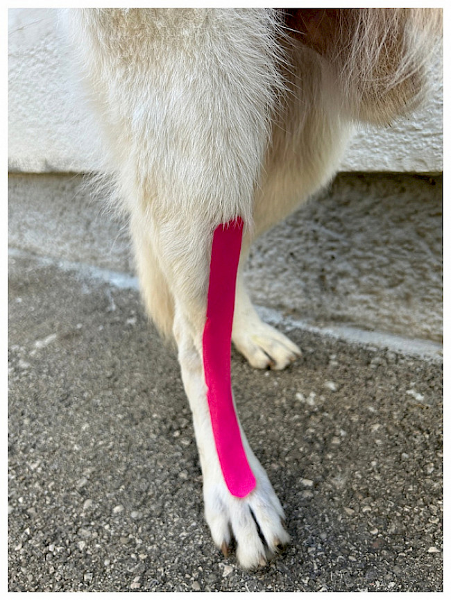 Fortbildung: Hunde tapen