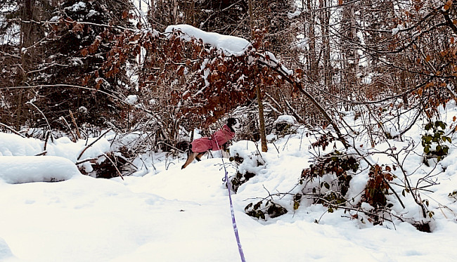 Gelassenheit im Jagdreiz
