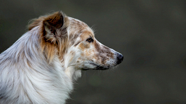 Tiefere Gedanken zu Jagdreizen