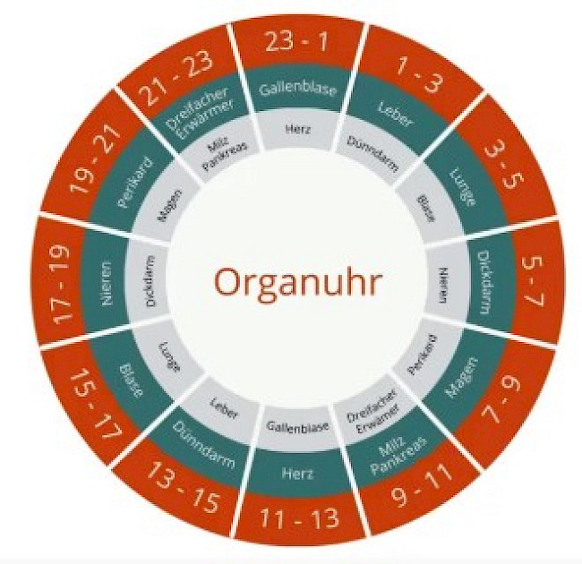 Video 3: Die Organuhr