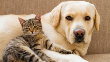 Räuchern für Tiere