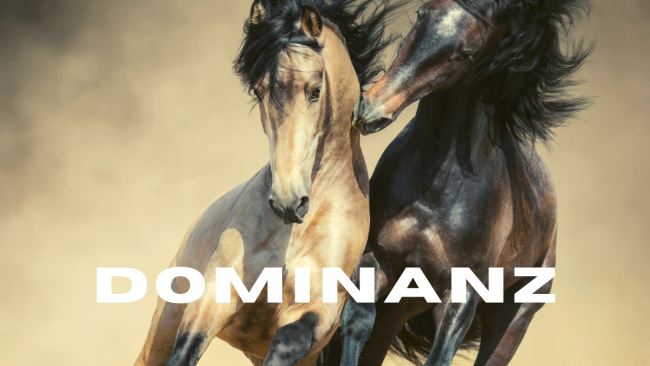 Dominanz - brauchen wir sie wirklich (nicht)?