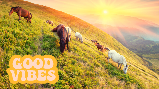 Good Vibes - so gelangst Du auf dieselbe Frequenz wie Dein Pferd
