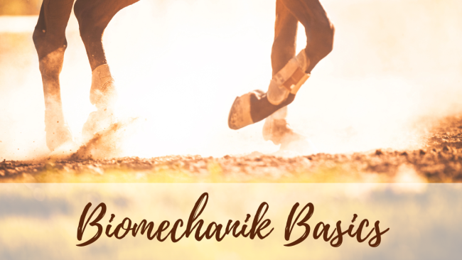 Biomechanik Basics